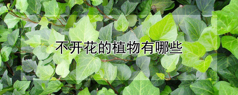 不开花的植物有哪些