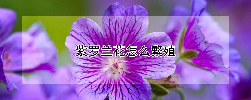 紫罗兰花怎么繁殖