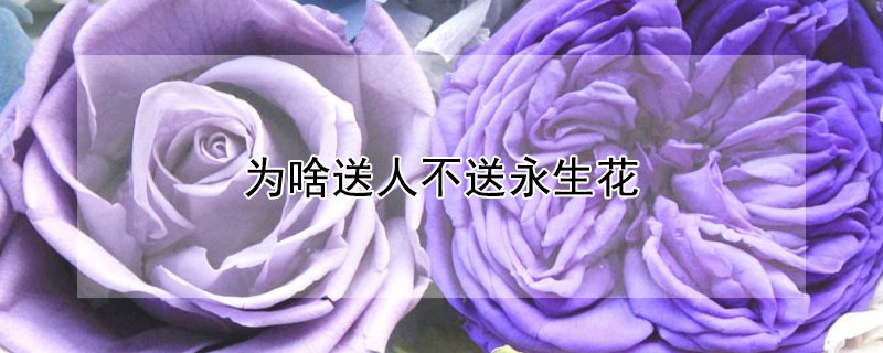 为啥送人不送永生花