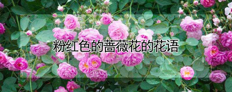 粉红色的蔷薇花的花语