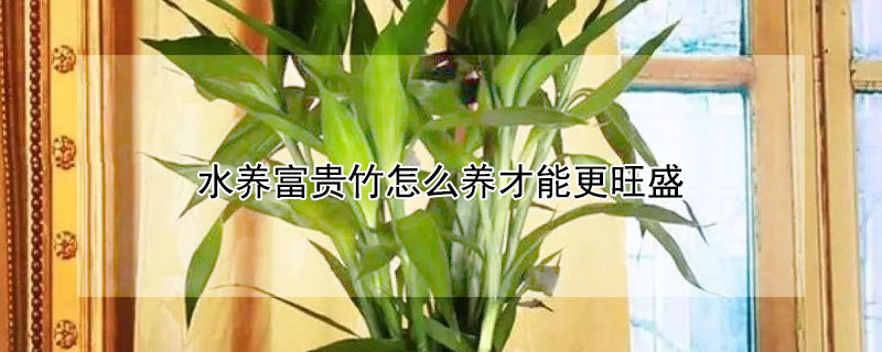 水养富贵竹怎么养才能更旺盛