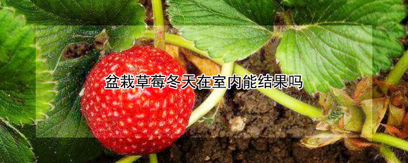 盆栽草莓冬天在室内能结果吗