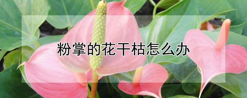 粉掌的花干枯怎么办