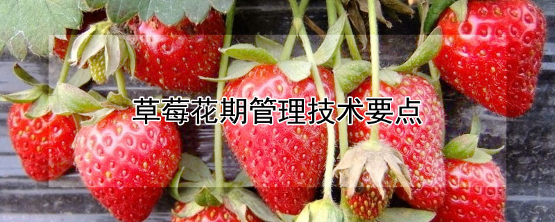 草莓花期管理技术要点