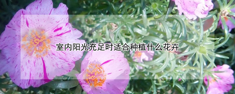 室内阳光充足时适合种植什么花卉