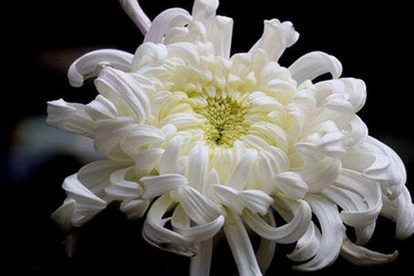 白菊花代表什么意思