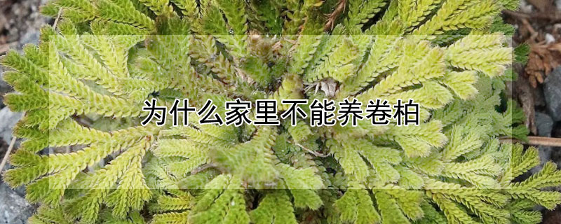 为什么家里不能养卷柏
