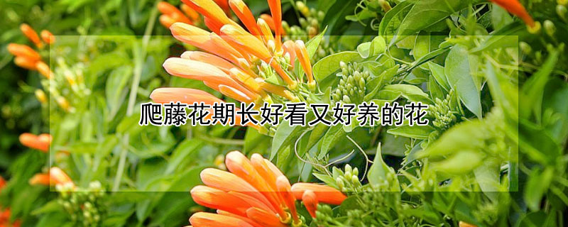 爬藤花期长好看又好养的花