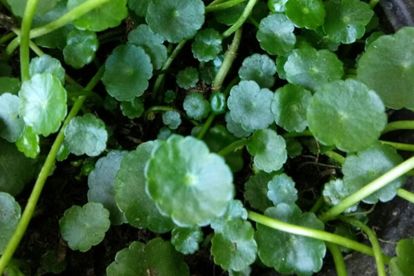 耐阴植物