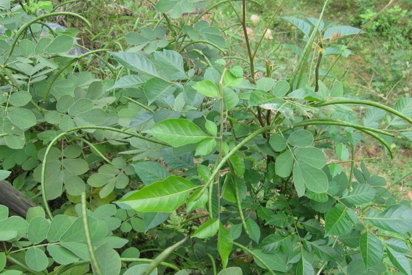 决明子是什么样子