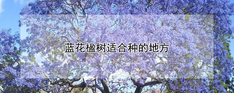蓝花楹树适合种的地方