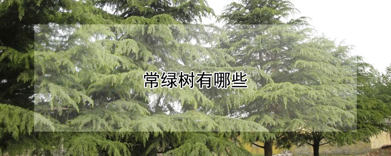 常绿树有哪些