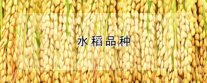水稻品种