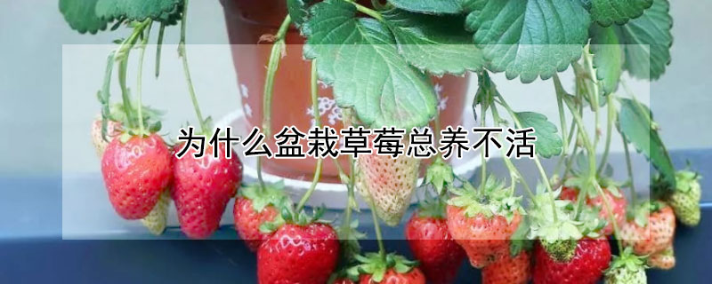 为什么盆栽草莓总养不活