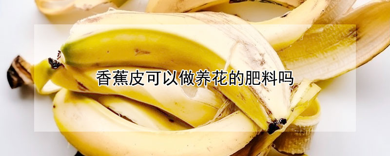 香蕉皮可以做养花的肥料吗