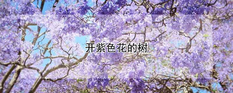 开紫色花的树