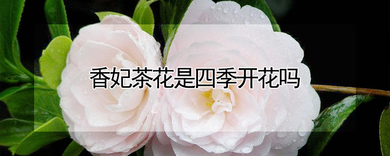 香妃茶花是四季开花吗
