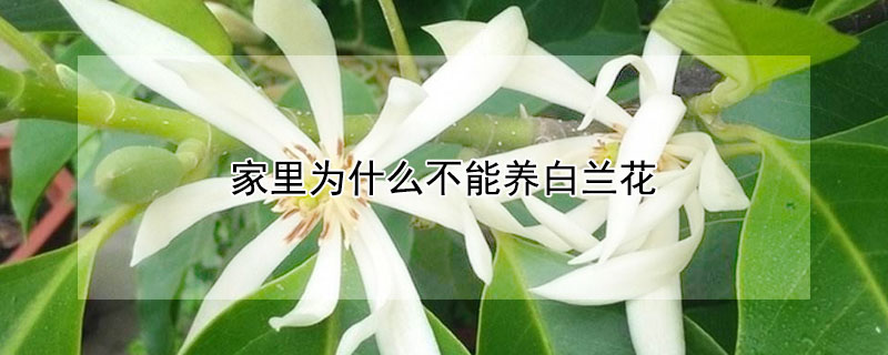 家里为什么不能养白兰花