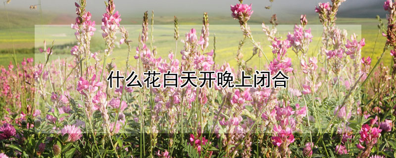什么花白天开晚上闭合