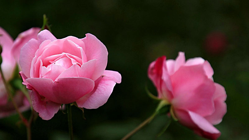 盆栽蔷薇花的养殖方法和注意事项