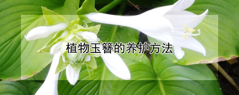 植物玉簪的养护方法
