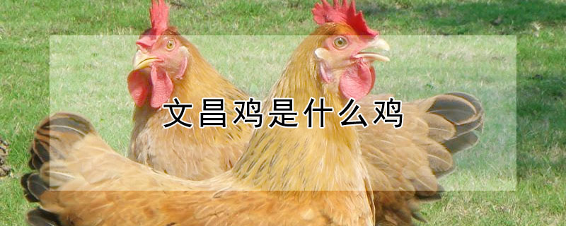 文昌鸡是什么鸡