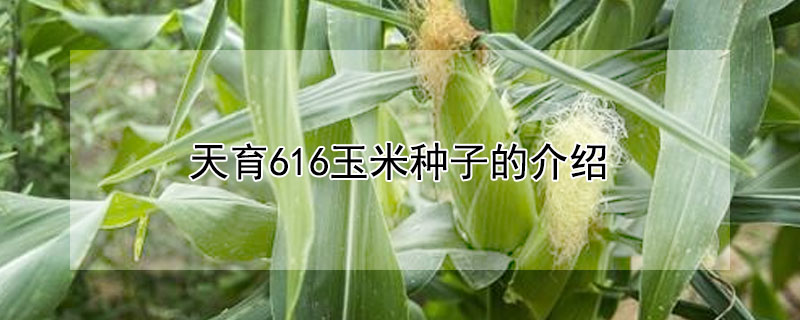 天育616玉米种子的介绍