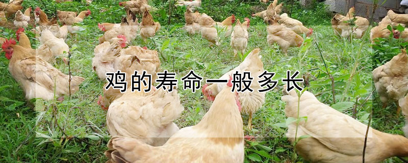 鸡的寿命一般多长