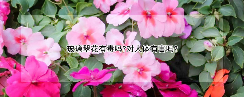 玻璃翠花有毒吗?对人体有害吗?