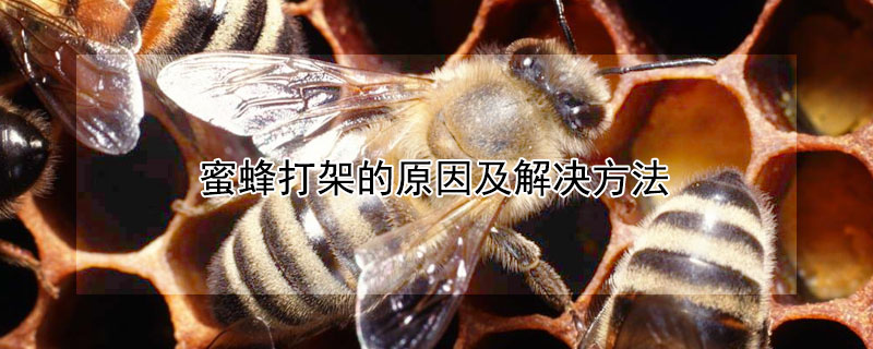 蜜蜂打架的原因及解决方法