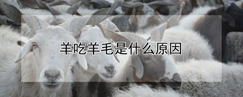 羊吃羊毛是什么原因