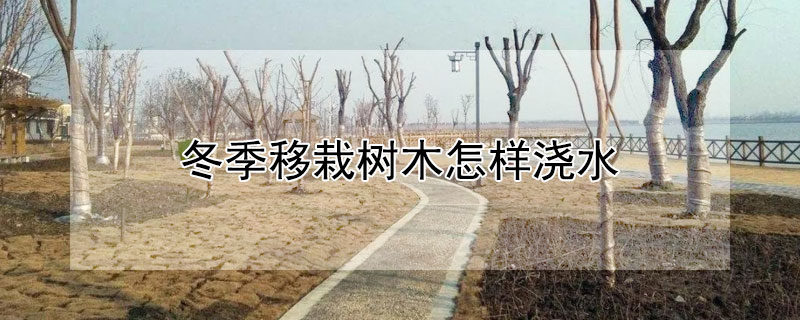 冬季移栽树木怎样浇水