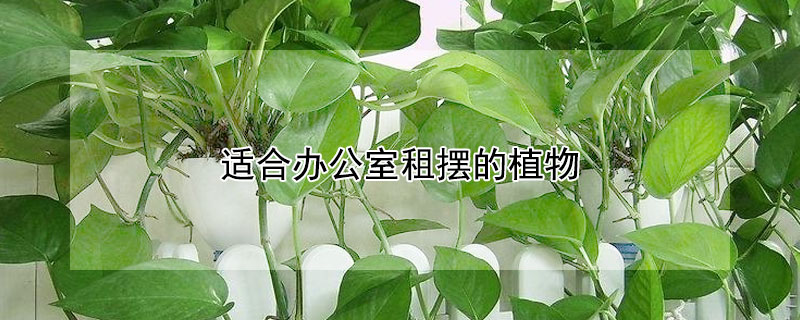 适合办公室租摆的植物