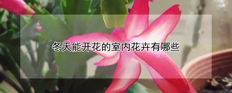 冬天能开花的室内花卉有哪些