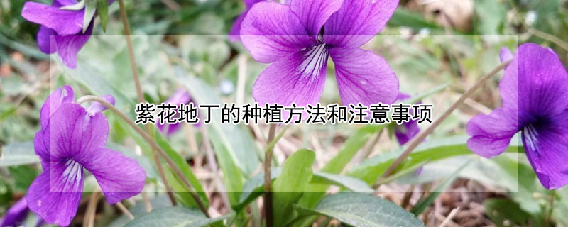 紫花地丁的种植方法和注意事项