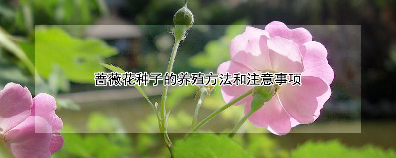 蔷薇花种子的养殖方法和注意事项