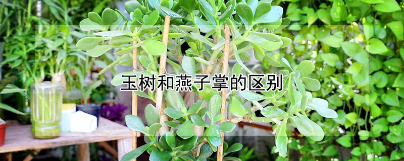 玉树和燕子掌的区别