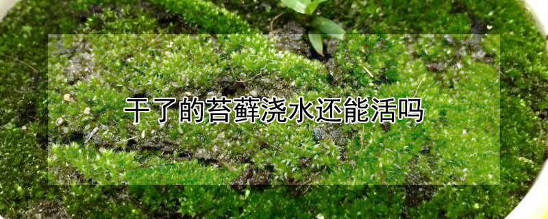 干了的苔藓浇水还能活吗