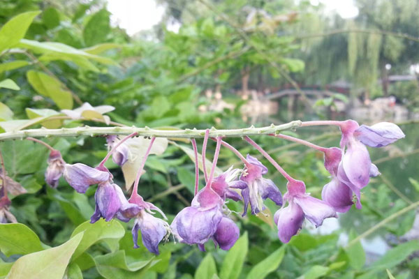 荆草长什么样子