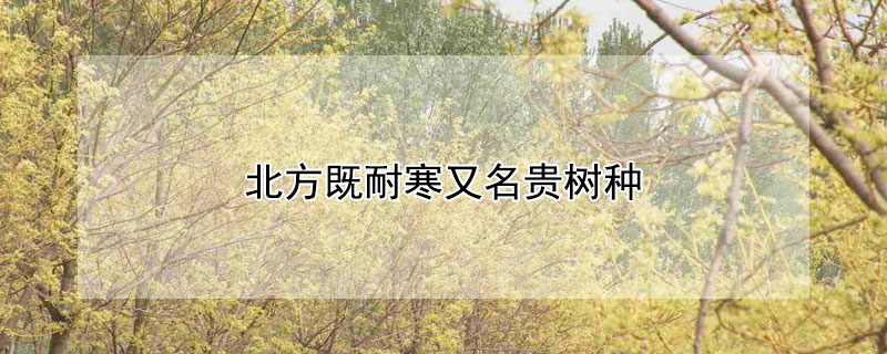 北方既耐寒又名贵树种