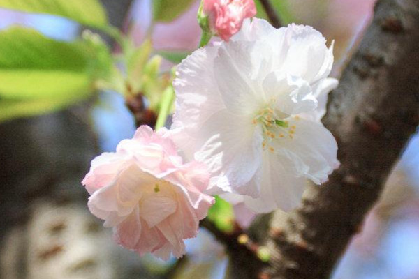 桃花梨花梅花还有什么花