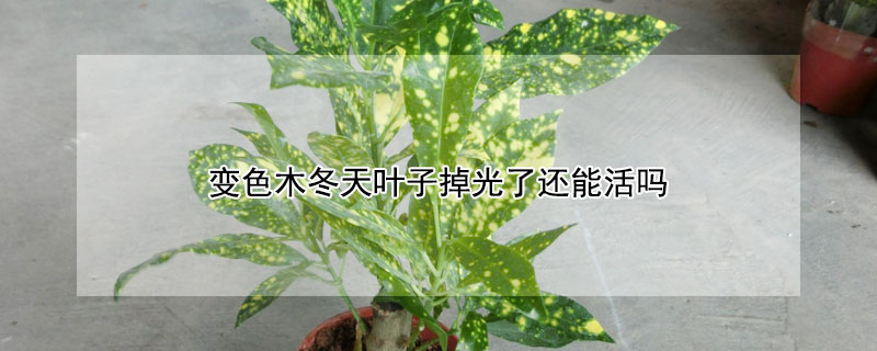 变色木冬天叶子掉光了还能活吗