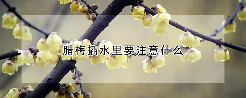 腊梅插水里要注意什么