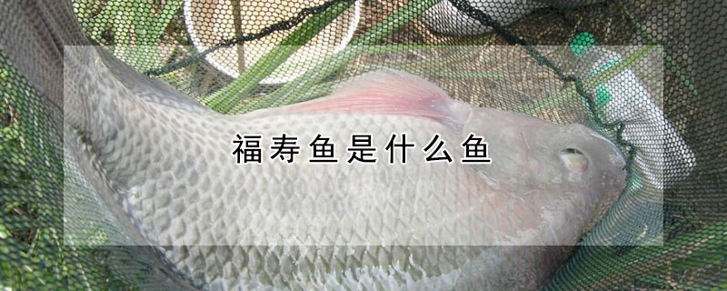 福寿鱼是什么鱼