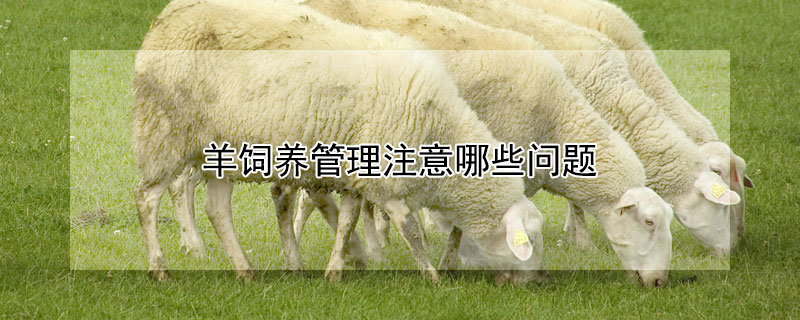 羊饲养管理注意哪些问题