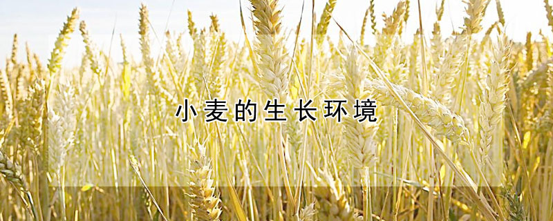 小麦的生长环境