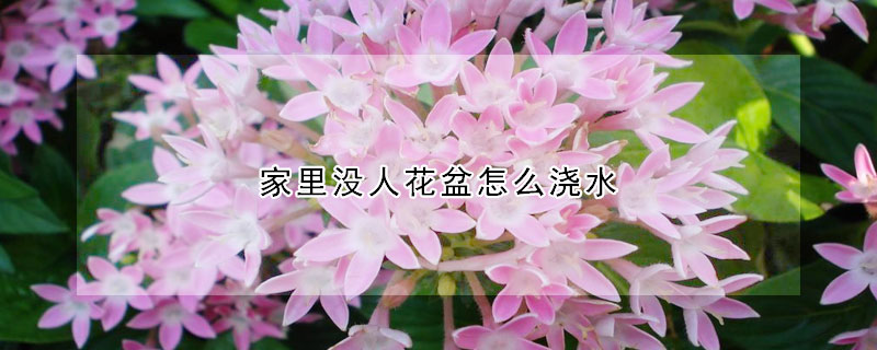 家里没人花盆怎么浇水