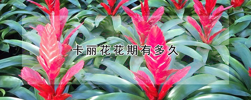 卡丽花花期有多久