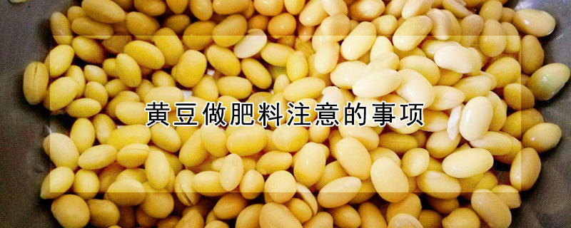 黄豆做肥料注意的事项
