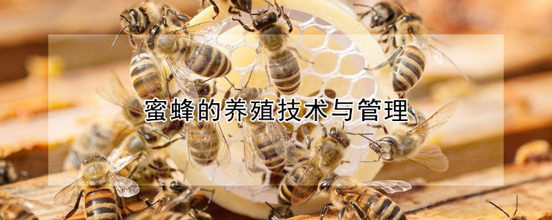 蜜蜂的养殖技术与管理